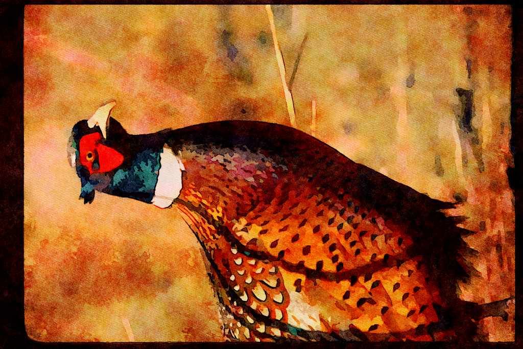 Wild Birds 352017 Ring necked Pheasant A4 Limited Edition Watercolour Print