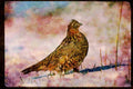 Wild Birds 352018 Ruffed Grouse Standing On Snowy Ground A4 Limited Edition Watercolour Print