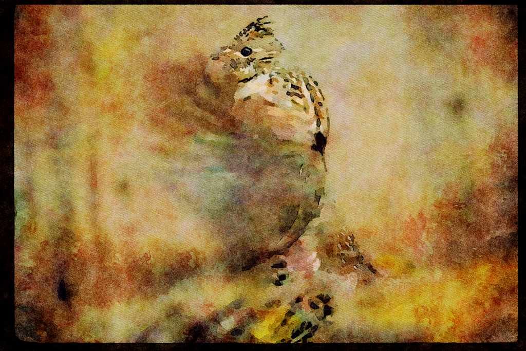 Wild Birds 352019 Ruffed Grouse Drumming, Wing Blur A4 Limited Edition Watercolour Print