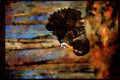 Wild Birds 352021 Eastern wild turkey strutting in woods A4 Limited Edition Watercolour Print