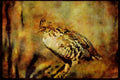 Wild Birds 352023 Ruffed Grouse A4 Limited Edition Watercolour Print