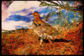 Wild Birds 352024 Ruffed Grouse Standing In Snowy Woods A4 Limited Edition Watercolour Print