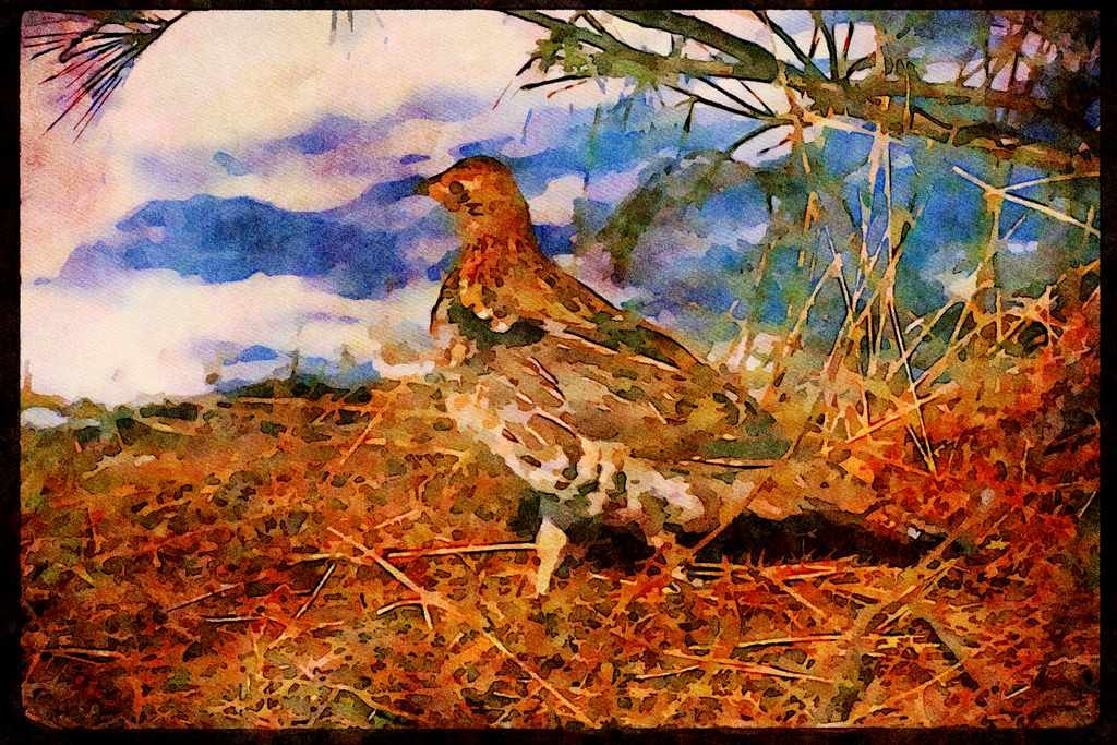 Wild Birds 352024 Ruffed Grouse Standing In Snowy Woods A4 Limited Edition Watercolour Print