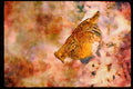 Wild Birds 352025 Ruffed Grouse Standing In A Snowy Weed Lot A4 Limited Edition Watercolour Print