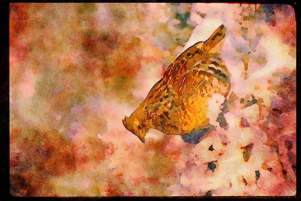Wild Birds 352025 Ruffed Grouse Standing In A Snowy Weed Lot A4 Limited Edition Watercolour Print