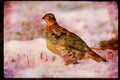 Wild Birds 352026 Ruffed Grouse Standing On Snowy Ground A4 Limited Edition Watercolour Print
