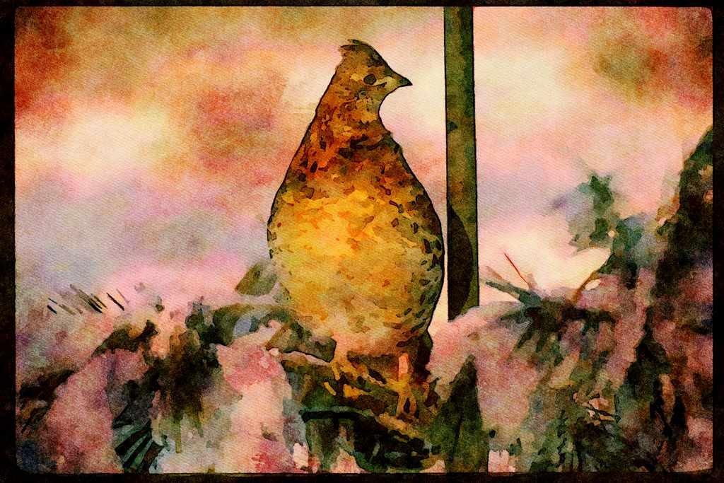 Wild Birds 352027 Ruffed Grouse Perched In A Snowy Tree A4 Limited Edition Watercolour Print