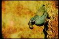 Wild Birds 352029 California Quail, Cock A4 Limited Edition Watercolour Print