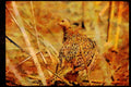 Wild Birds 352030 Ring necked Hen Pheasant, Alert And Wary In Open Field A4 Limited Edition Watercolour Print