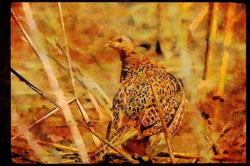 Wild Birds 352030 Ring necked Hen Pheasant, Alert And Wary In Open Field A4 Limited Edition Watercolour Print