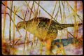 Wild Birds 352031 Ring necked Hen Pheasant A4 Limited Edition Watercolour Print