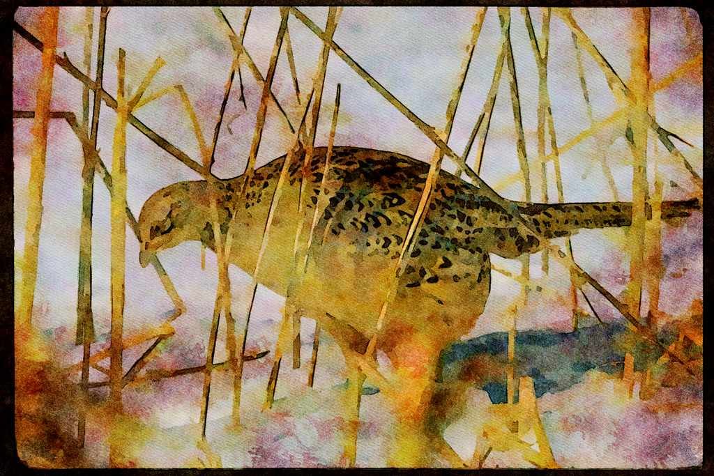 Wild Birds 352031 Ring necked Hen Pheasant A4 Limited Edition Watercolour Print