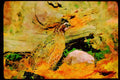 Wild Birds 352032 Bobwhite Quail (cock) Stands Alertly A4 Limited Edition Watercolour Print