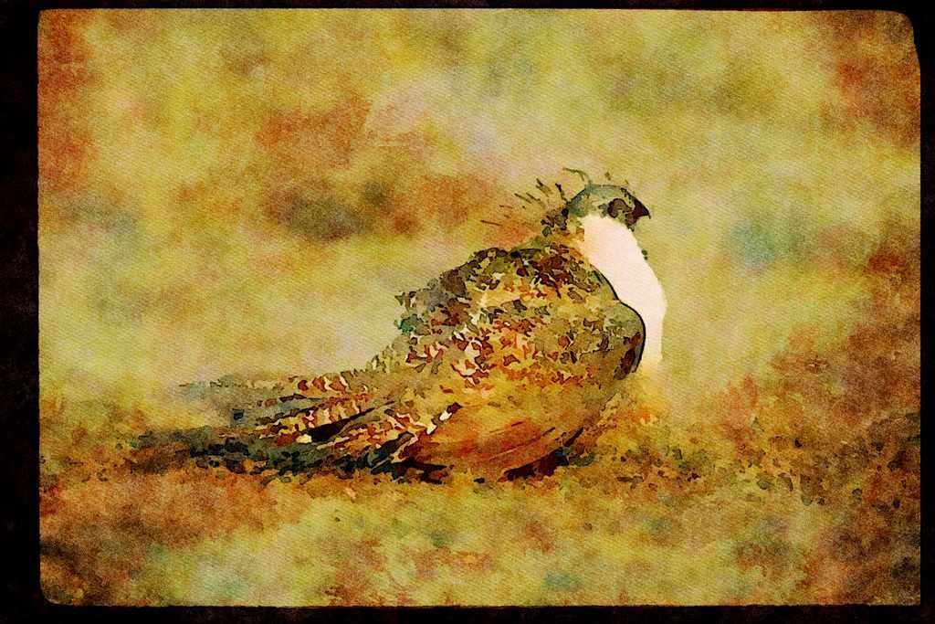 Wild Birds 352033 Sage Grouse A4 Limited Edition Watercolour Print