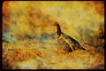 Wild Birds 352035 Greater Prairie Chicken A4 Limited Edition Watercolour Print