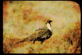 Wild Birds 352036 Sage Grouse A4 Limited Edition Watercolour Print