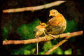 Wild Birds 352037 Ruffed Grouse, Hen And Chick On A Tree Limb A4 Limited Edition Watercolour Print
