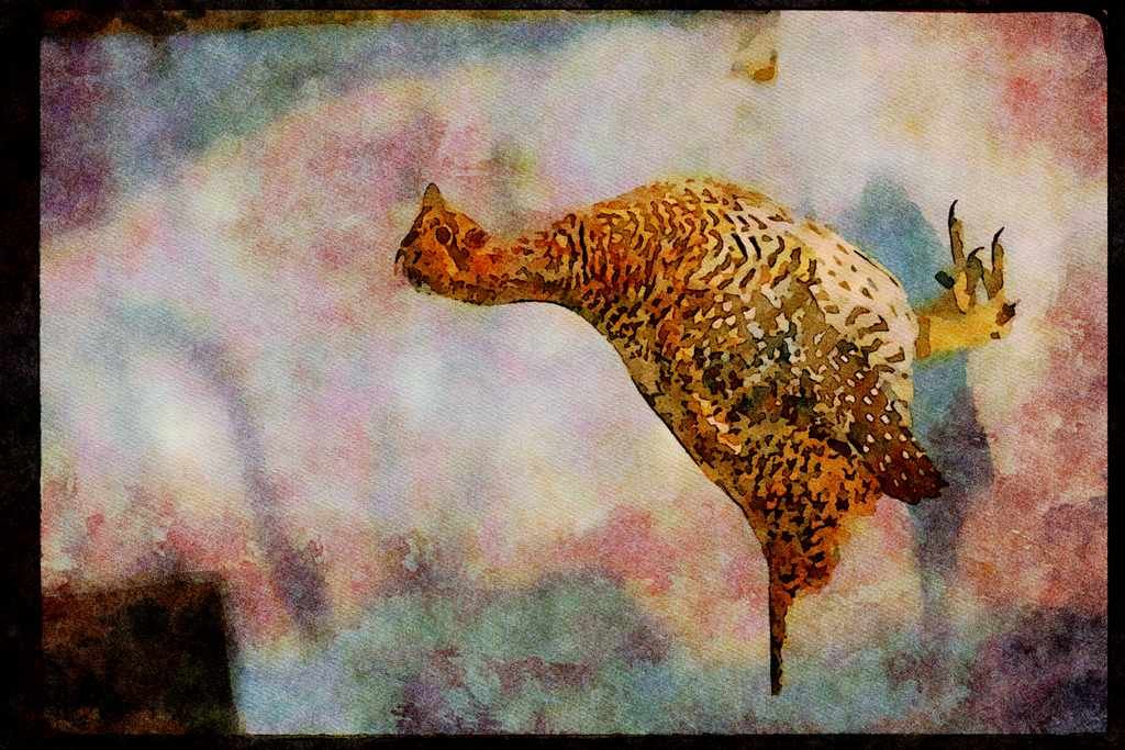 Wild Birds 352038 Sharp tailed Grouse A4 Limited Edition Watercolour Print