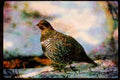 Wild Birds 352040 Spruce Grouse, Male A4 Limited Edition Watercolour Print