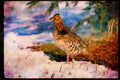 Wild Birds 352041 Ruffed Grouse Standing In Snowy Woods A4 Limited Edition Watercolour Print