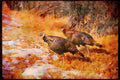 Wild Birds 352042 Merriams Wild Turkeys, Gobblers A4 Limited Edition Watercolour Print