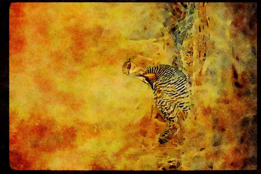 Wild Birds 352044 Greater Prairie Chicken A4 Limited Edition Watercolour Print