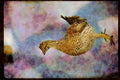 Wild Birds 352045 Sharp tailed Grouse A4 Limited Edition Watercolour Print
