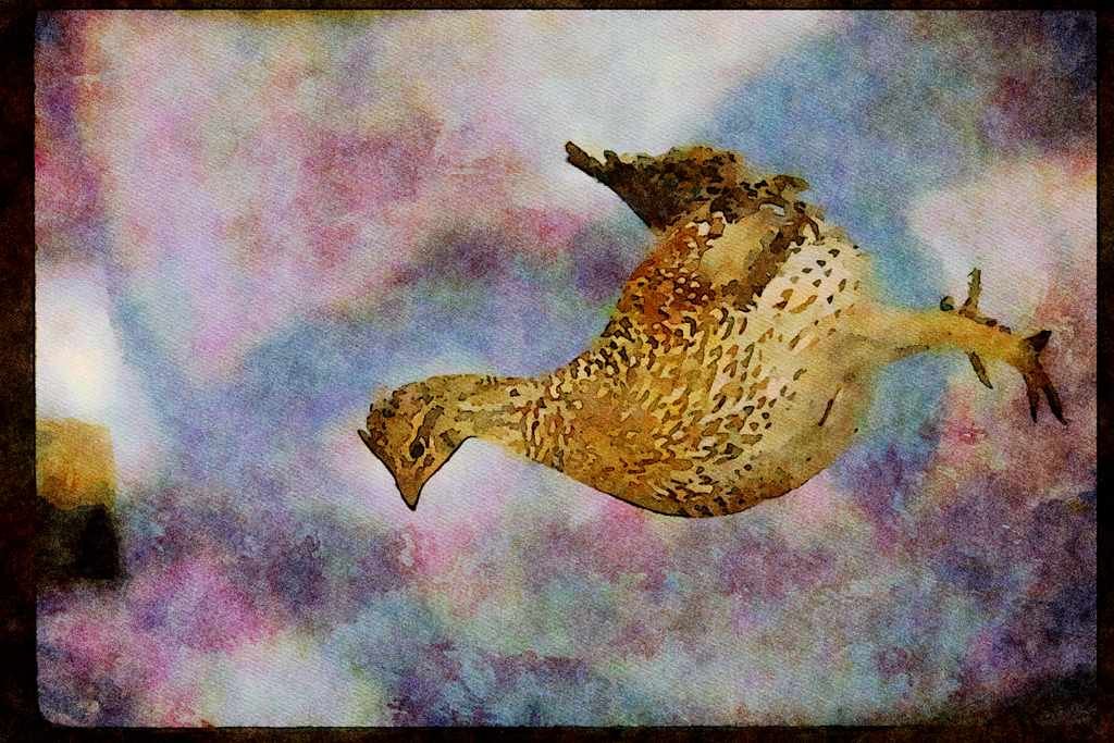 Wild Birds 352045 Sharp tailed Grouse A4 Limited Edition Watercolour Print
