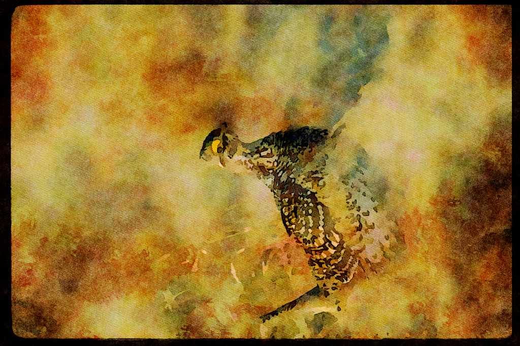 Wild Birds 352049 Sharptailed Grouse A4 Limited Edition Watercolour Print