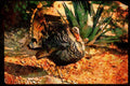 Wild Birds 352050 Merriams Wild Turkey, Gobbler Strutting A4 Limited Edition Watercolour Print