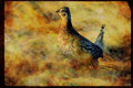 Wild Birds 352051 Sharptailed Grouse A4 Limited Edition Watercolour Print