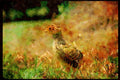 Wild Birds 352052 Ring necked Pheasant Chick (about One Week Old) A4 Limited Edition Watercolour Print