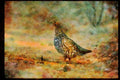 Wild Birds 352053 Spruce Grouse, Hen A4 Limited Edition Watercolour Print