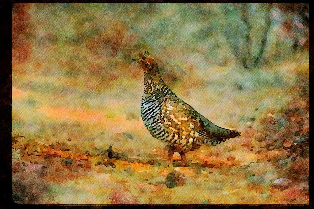 Wild Birds 352053 Spruce Grouse, Hen A4 Limited Edition Watercolour Print