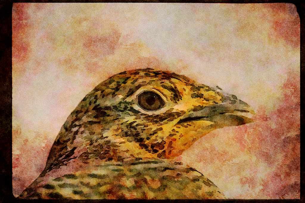 Wild Birds 352054 Sharp tailed Grouse A4 Limited Edition Watercolour Print
