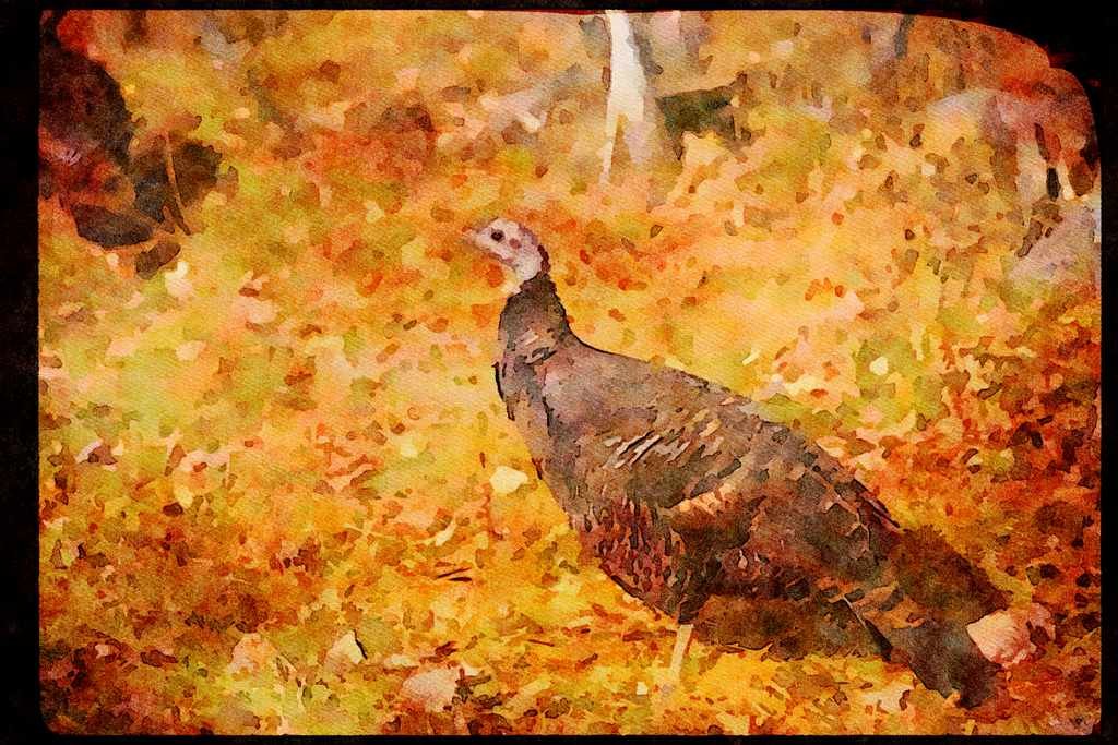 Wild Birds 352060 Merriams Wild Turkey, Hen A4 Limited Edition Watercolour Print