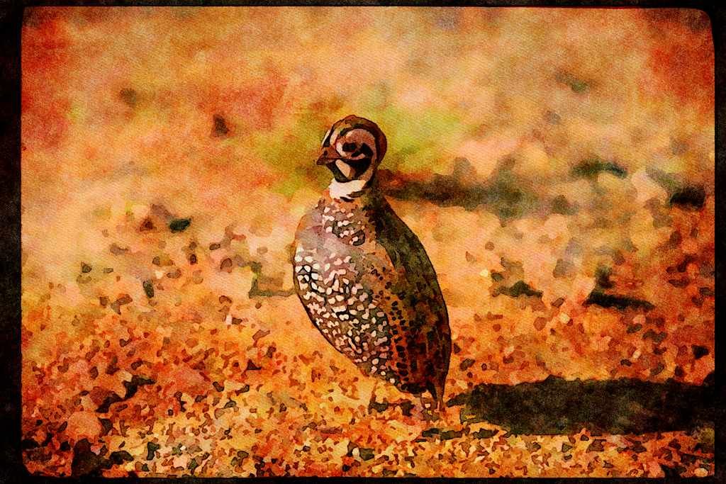 Wild Birds 352061 Mearns Quail, Cock A4 Limited Edition Watercolour Print