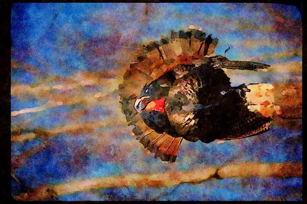 Wild Birds 352063 Eastern Wild Turkey, Standing A4 Limited Edition Watercolour Print