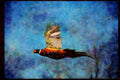 Wild Birds 352064 Ring necked Cock Pheasant In Flight A4 Limited Edition Watercolour Print