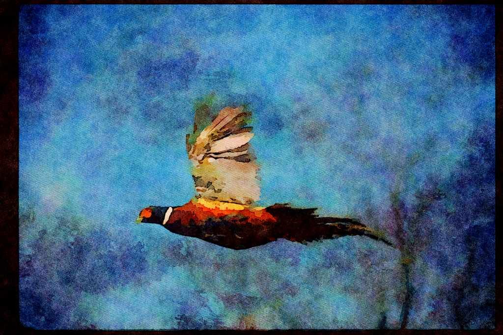 Wild Birds 352064 Ring necked Cock Pheasant In Flight A4 Limited Edition Watercolour Print