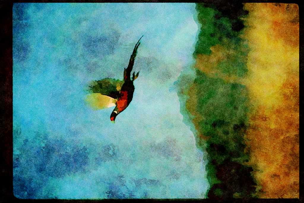 Wild Birds 352065 Pheasant In Flight A4 Limited Edition Watercolour Print