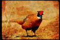 Wild Birds 352067 Ring necked Cock Pheasant, Alert And Wary In A Stubblefield A4 Limited Edition Watercolour Print
