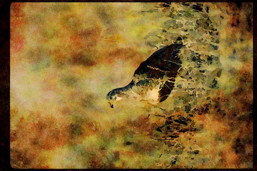 Wild Birds 352068 Sage Grouse, Hen A4 Limited Edition Watercolour Print