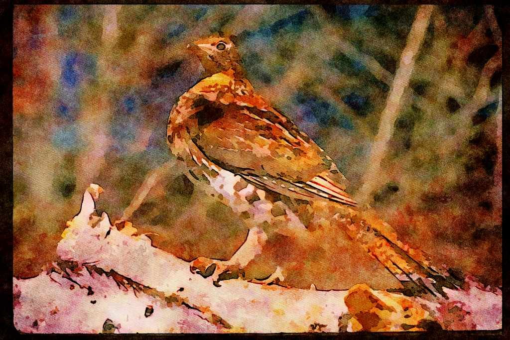 Wild Birds 352069 Ruffed Grouse Standing On A Birch Log A4 Limited Edition Watercolour Print