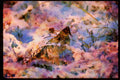 Wild Birds 352070 Ruffed Grouse Standing In Snowy Woods A4 Limited Edition Watercolour Print