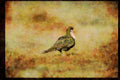 Wild Birds 352071 Sage Grouse A4 Limited Edition Watercolour Print