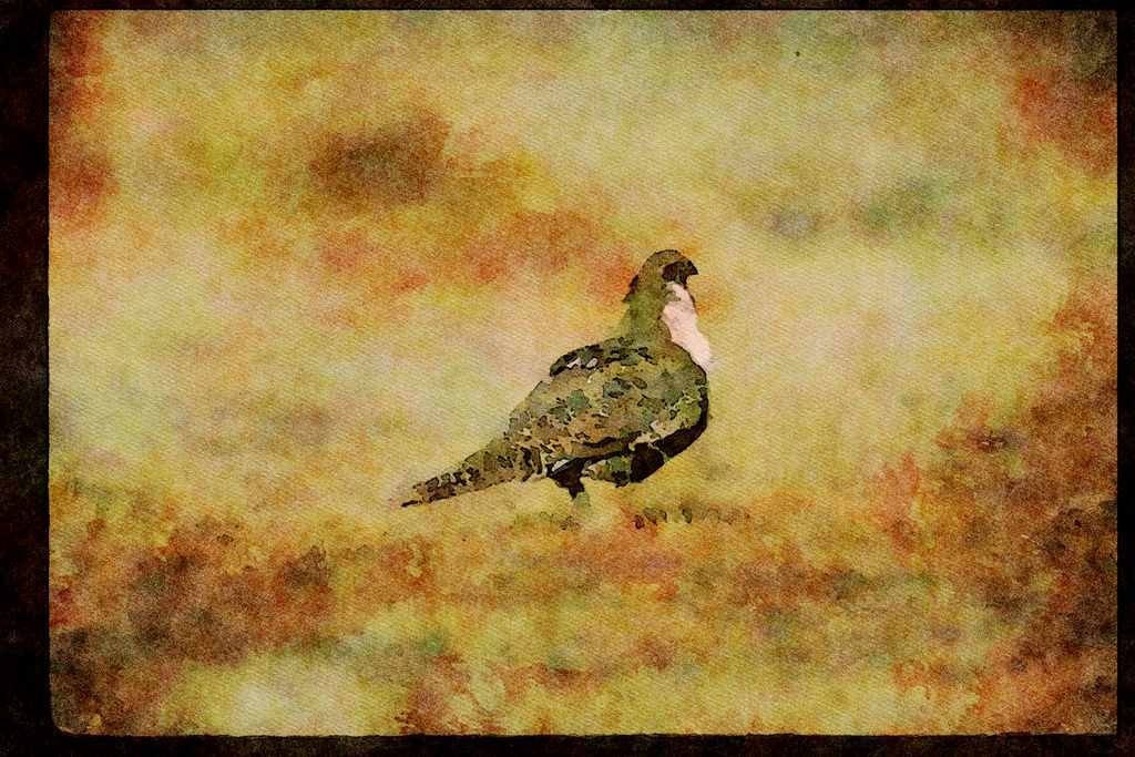 Wild Birds 352071 Sage Grouse A4 Limited Edition Watercolour Print