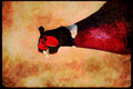 Wild Birds 352072 Ring necked Pheasant A4 Limited Edition Watercolour Print