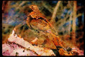 Wild Birds 352073 Ruffed Grouse Standing On A Birch Log A4 Limited Edition Watercolour Print