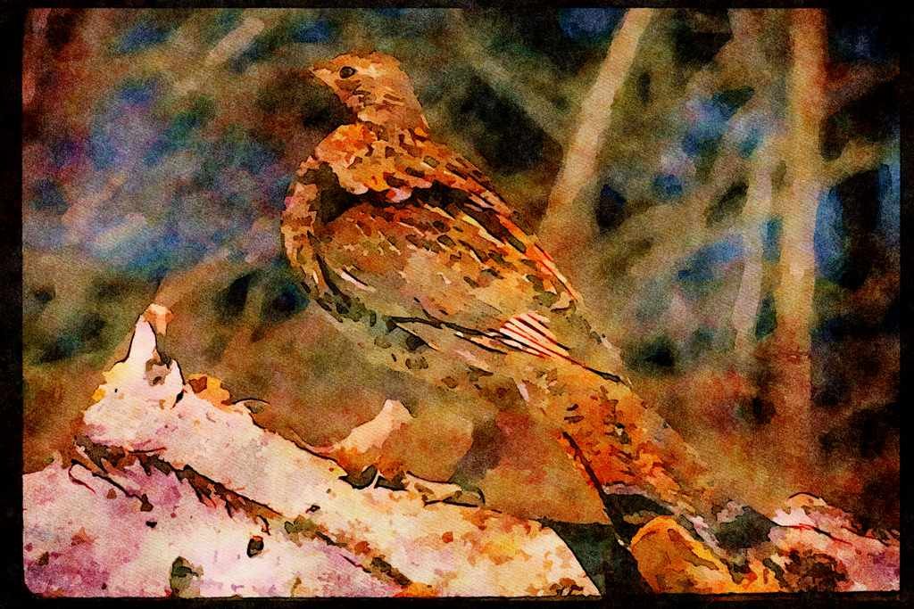 Wild Birds 352073 Ruffed Grouse Standing On A Birch Log A4 Limited Edition Watercolour Print